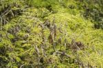 Tamarind On The Tree Stock Photo