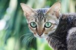 Green Eye Cat Stock Photo