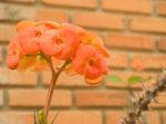 Orange Flowering Euphorbia Milii Stock Photo