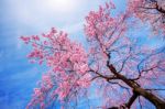 Cherry Blossom With Soft Focus, Sakura Season In Spring Stock Photo