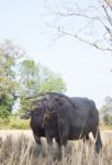 Water Buffallo Stock Photo