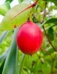 Carunda Or Karonda  (bengal-currants) Pink Fruit On Tree In The Garden.fruit For Health And High Vitamin Stock Photo