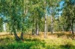 Small Birch Grove Stock Photo