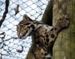 Clouded Leopard (neofelis Nebulosa) Stock Photo