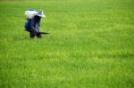 Farmer Spraying Pesticide Stock Photo