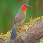 Scarlet-faced Liocichla Stock Photo