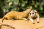 Meerkat Resting On Ground Stock Photo