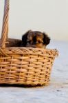 Domestic Dog Inside A Basket Stock Photo