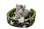 Baby White Tiger Laying In A Mattress Isolated Stock Photo