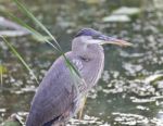 Image Of A Great Blue Heron Standing In The Mud Stock Photo