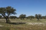 Spring Landscape In Alentejo Stock Photo