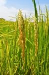 Ripe Heads Of Grain Stock Photo