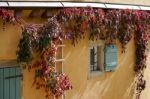 Red Vine Growing On A House In Rothenburg Stock Photo