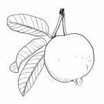 Hand Drawing Guava With Leaf- Drawn Illustration Stock Photo