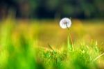 Close Up Of A Dandelion Flowers,macro Of Nature Stock Photo