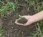 Hands Holdings A Little Green Plant Stock Photo