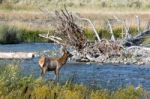 Elk Or Wapiti (cervus Canadensis) Stock Photo