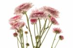 Pink Chrysanthemum Flower Beautiful Fresh Stock Photo