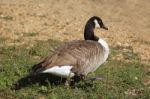 Wild Geese Stock Photo