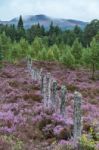 Scottish Heather In Full Bloom Near Aviemore Stock Photo