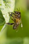 Honey Bee Stock Photo