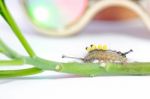 Hairy Caterpillar Stock Photo