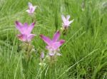 Siam Tulip(curcuma Alismatifolia) At Chaiyaphum Province, Thaila Stock Photo