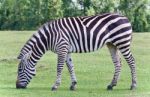 Photo Of A Zebra Eating The Grass On A Field Stock Photo