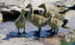 Beautiful Isolated Photo Of Four Small Chicks Of The Canada Geese Stock Photo