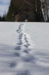 Footprints In Snow Leading To Old Wooden Hut And Forest Stock Photo