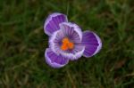 Crocus Stock Photo