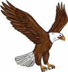 Bald Eagle Flying Drawing Stock Photo