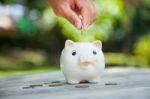 Piggy Bank Stock Photo