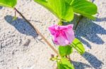 Ipomoea On Sandy Beach Stock Photo