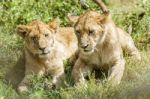 Two Young Lions  In Serengeti Stock Photo