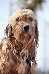 Wet Dog Stock Photo