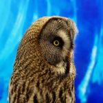 Great Grey Owl Stock Photo