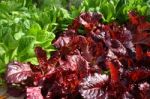 Salad In Garden Stock Photo