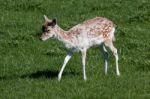 Close-up Of A Baby Fallow Deer (dama Dama) Stock Photo