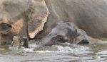 Image Of A Funny Young Elephant Swimming In A Lake Stock Photo