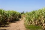 Sugar Cane Field Stock Photo