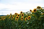 Sunflower Stock Photo