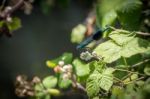 Banded Demoiselle (calopteryx Splendens) Male Stock Photo