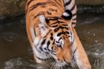 Tiger In The Water Stock Photo