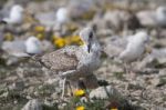 Young Seagulls Near The Cliffs Stock Photo