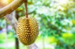 Durian On Tree Stock Photo