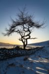 Lone Tree In Winter Stock Photo