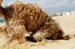 Dog Digging Stock Photo