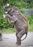 Isolated Photo Of An Elephant Standing On Two Legs Stock Photo