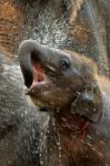 Baby Elephant Stock Photo